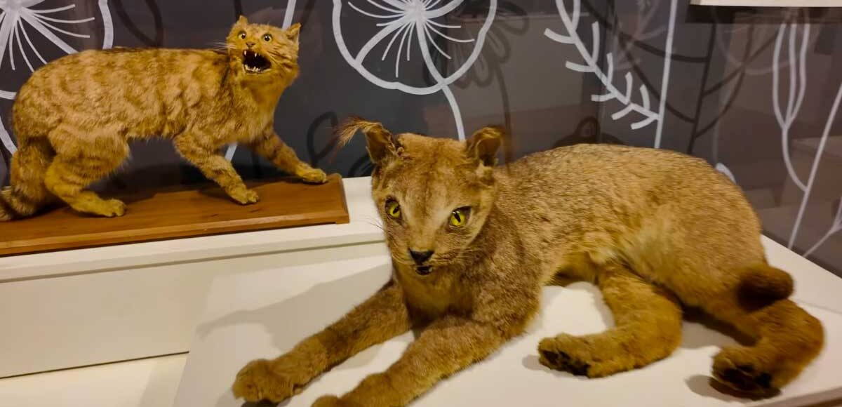 Dubrovnik Natural History Museum