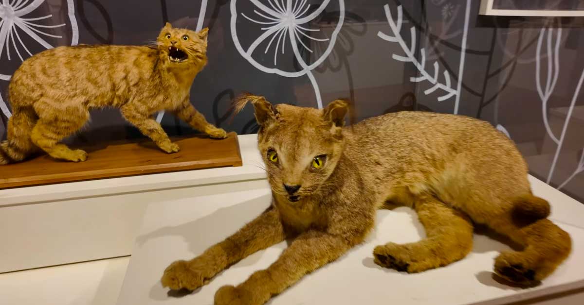 Dubrovnik-Natural-History-Museum Dubrovnik Natural History Museum