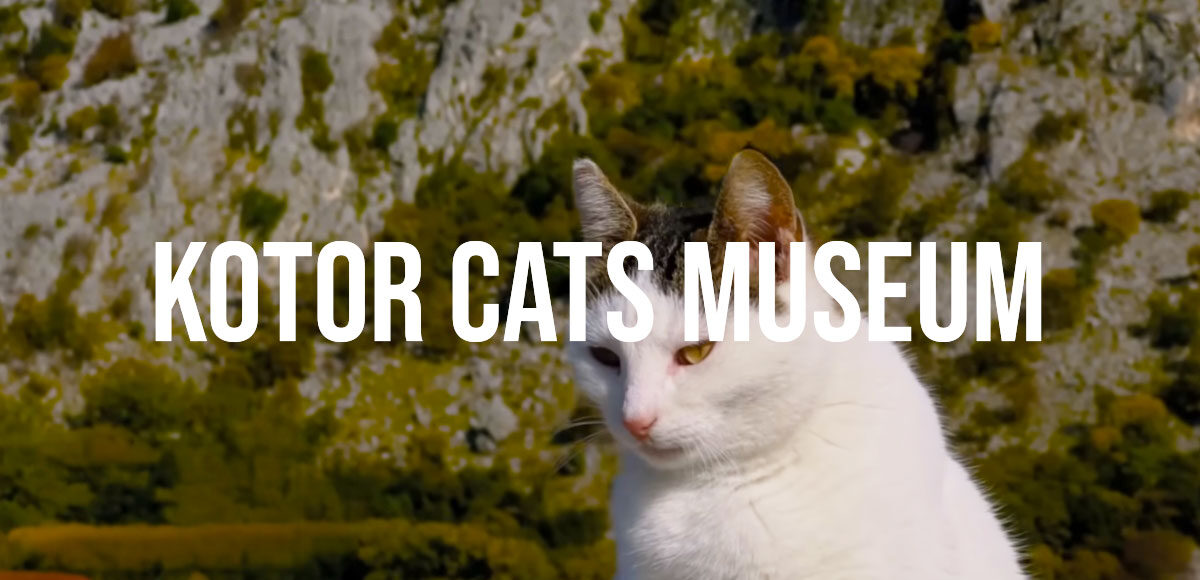 Kotor cats museum
