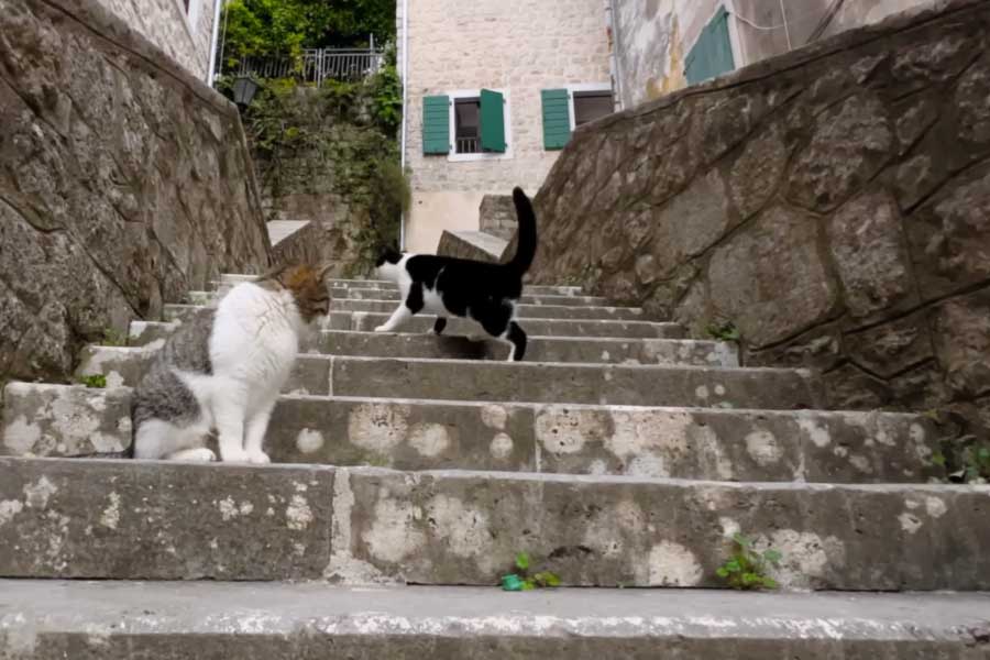 The Cats of Kotor Old Town